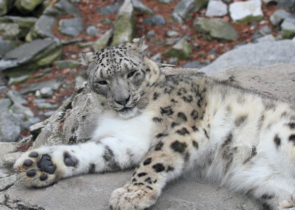Community more crucial than snow leopard counting: Interview&hellip;