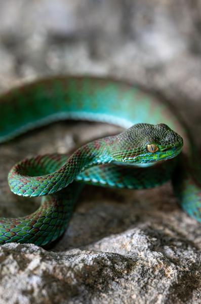 New animals discovered in Cambodian&hellip;
