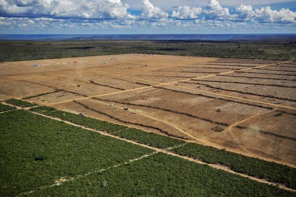 Deforestation for soy continues in…