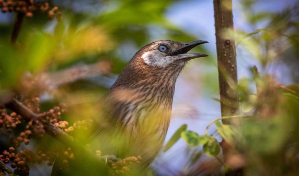 A shy bird found only in Nepal is waiting for the world to…