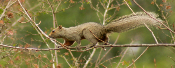 Argentina updates national IUCN mammal&hellip;