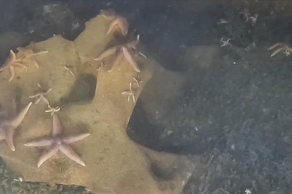 Marine life are thriving on Nazi missile…