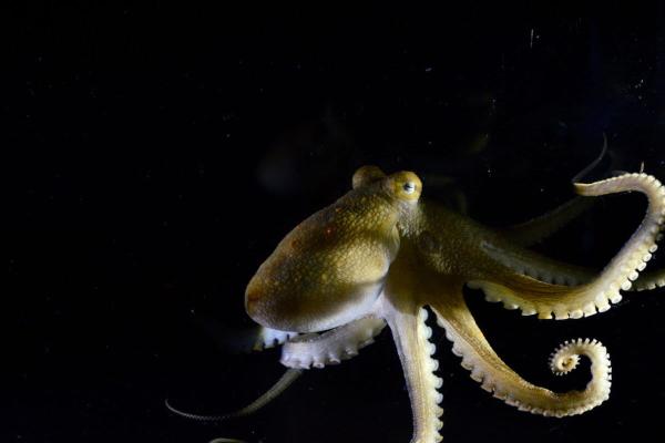 Octopuses use their arms to sense and…