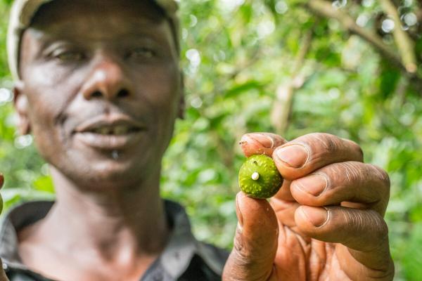 Seeds of 19 African tree species added…