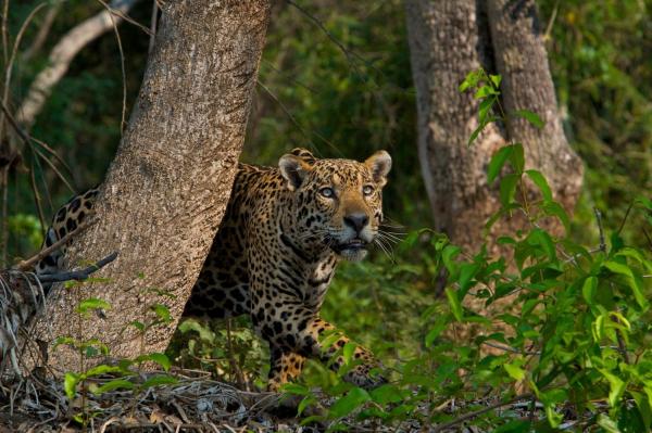 Protect one large forest, or many small…