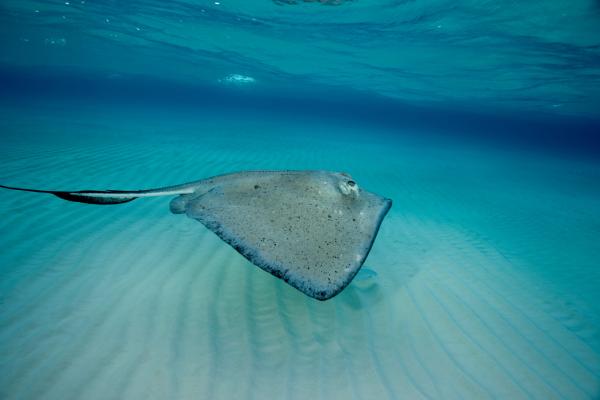 Snooping on stingrays