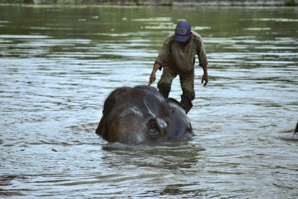 Indonesia plan to rezone elephant&hellip;