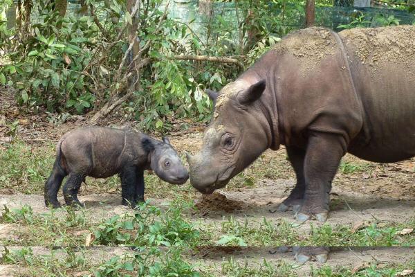 Latest rhino assessment finds two…