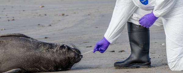 Avian flu strikes California’s&hellip;