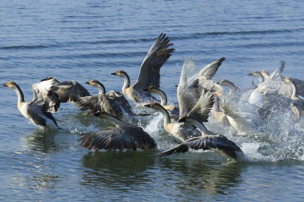 Global wetlands conference results in…