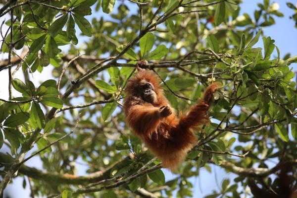 Tapanuli orangutans face mining,&hellip;