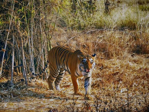 Roads, infrastructure prevent tigers…