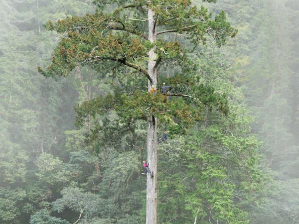 Taiwan’s tallest tree found with help&hellip;