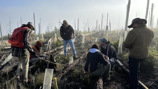How New Mexico is ‘building a forest’ by solving a&hellip;
