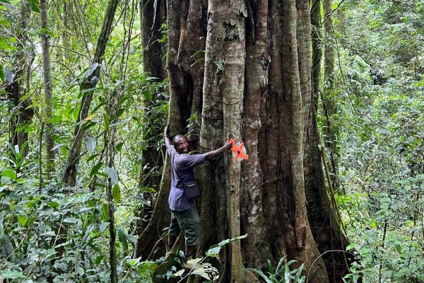 ‘3,000 year-old’ trees in Tanzania…