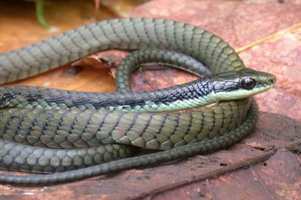 Four new snake species discovered in…