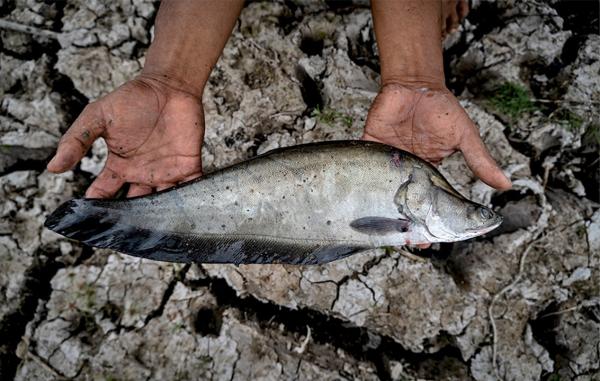 Sumatran culinary heritage at risk as environment changes around Silk Road river