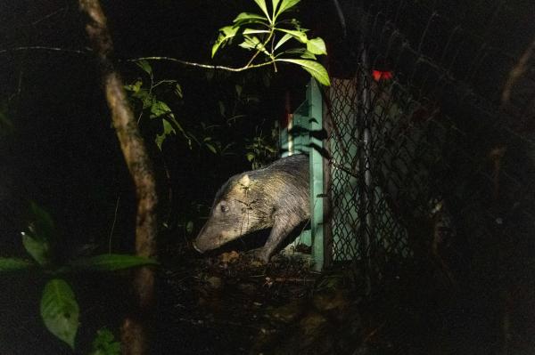 13 peccaries sail home to heal a Costa&hellip;