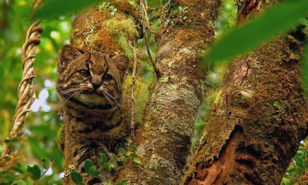 IUCN downgrades guiña threat status,…