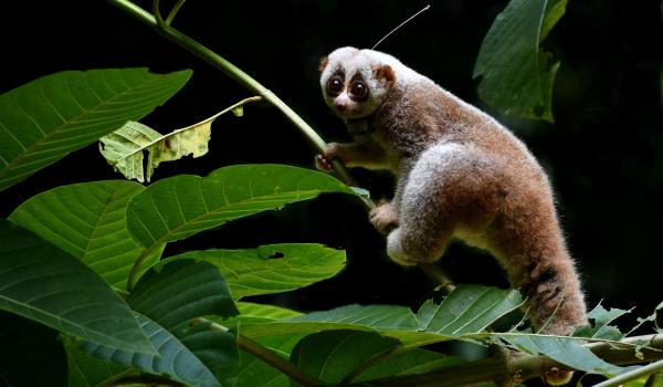 Slow lorises struggle to survive in the…
