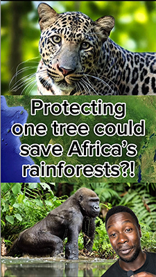Protect this tree. Save Africa’s&hellip;