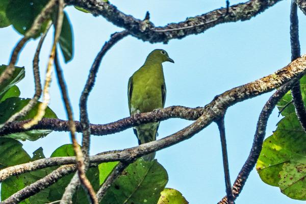 Only a few hundred Timor green pigeons&hellip;