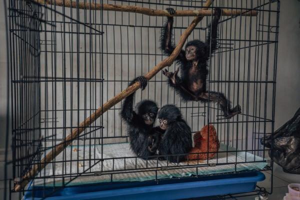 Gibbon trafficking pushes rehabilitation centers to the max…