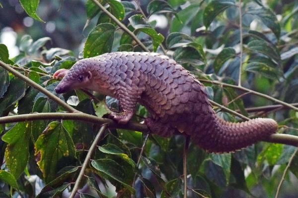 Controlling wildlife crime saves more…