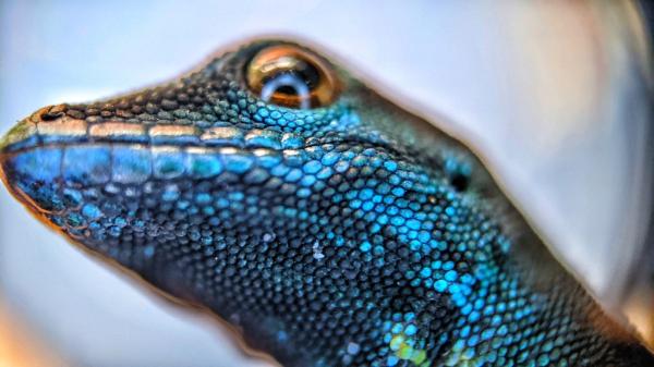 How trade bans and local conservation…