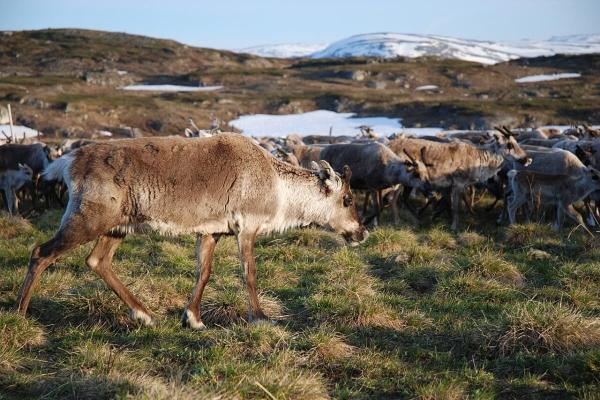 Deadly Nordic heat wave made 10 times…