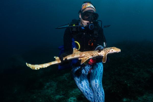New walking shark discovered in Papua&hellip;