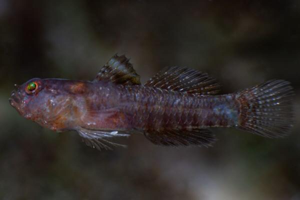 Darkest-ever dwarfgoby fish gets named…