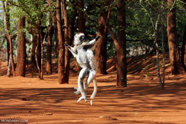 World Lemur Day: How can we save these…