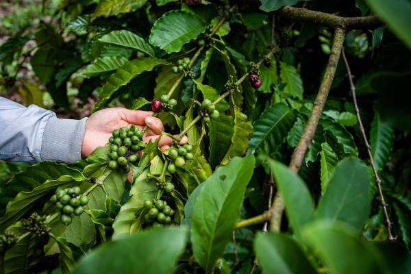 Cheap coffee is killing Vietnam’s&hellip;