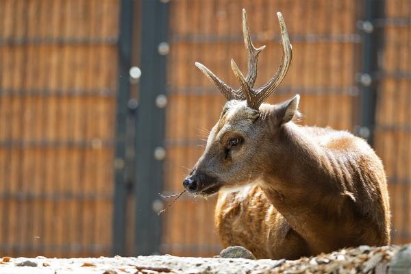 From one deer’s DNA, a road map…