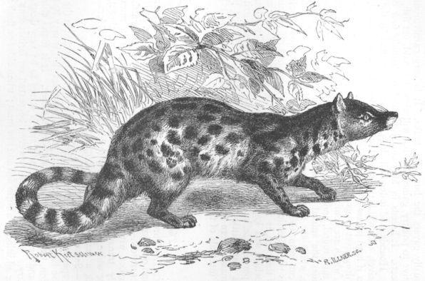 Endangered civet faces local extinction&hellip;