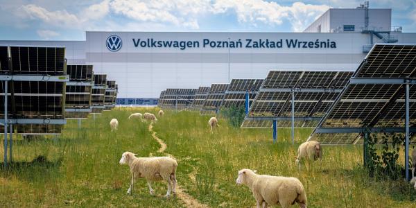 Volkswagen put 100 sheep to work under&hellip;
