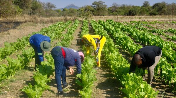 South Africa school uses cattle dung to&hellip;