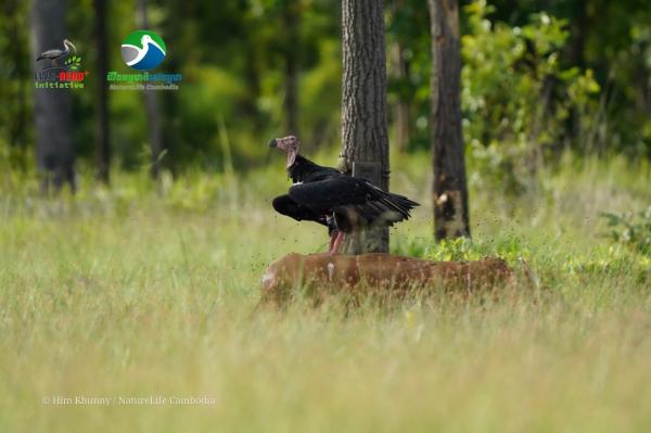 White-rumped vulture returns to a…