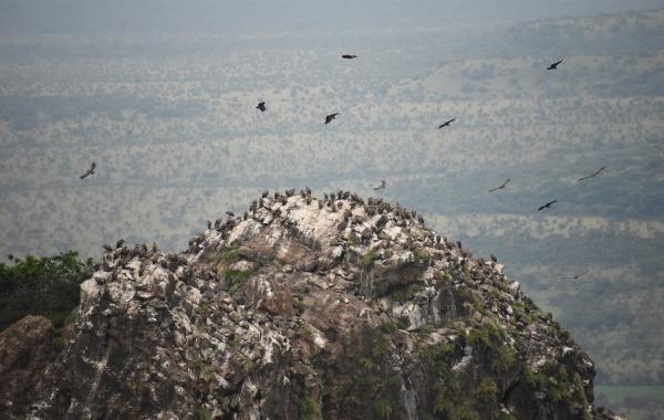 Satellite images identify vulture&hellip;