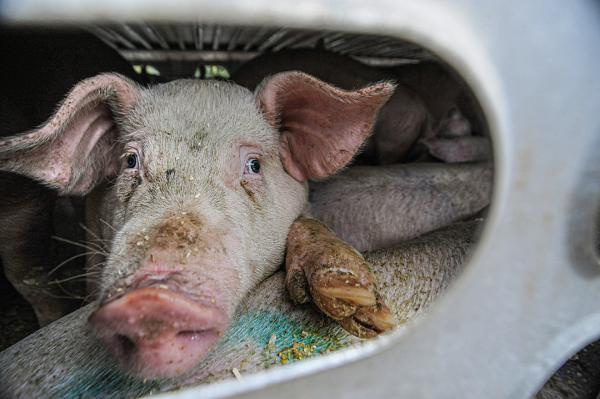 The Hidden Cruelty on Our Highways: Why…