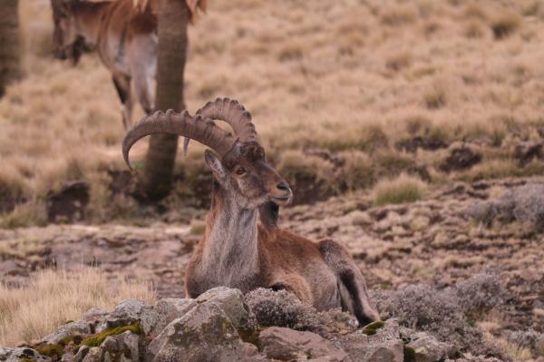 Ethiopia’s iconic Walia ibex is&hellip;
