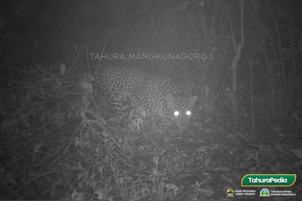 Rare Javan leopard sighting renews focus on conservation, monitoring efforts