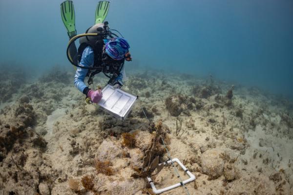 photo of Engineering Coral Reefs of the Future image