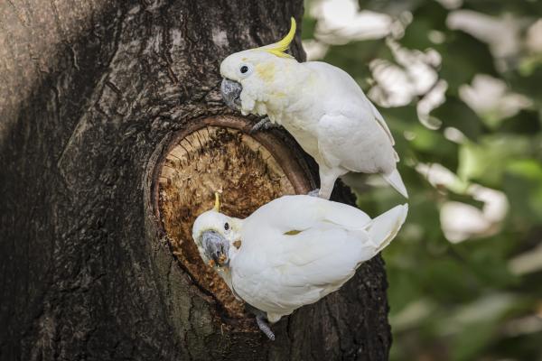 Artificial nests help Hong Kong’s rare&hellip;