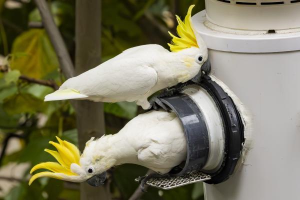 Artificial nests give Hong Kong’s&hellip;