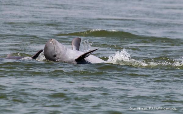 Mekong’s Irrawaddy dolphins find…