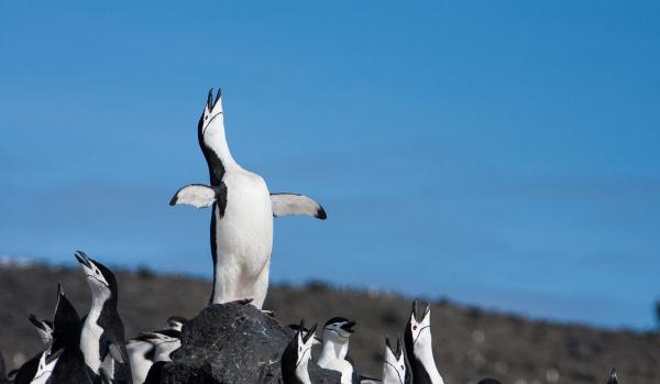 The Southern Ocean is key to our…