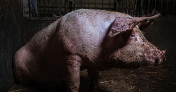 How Denmark’s ‘pig election’&hellip;
