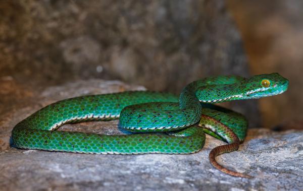 New species discovered in Cambodia’s&hellip;